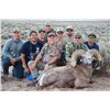 Image 7 : TAOS PUEBLO ROCKY MOUNTAIN BIGHORN SHEEP PERMIT