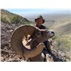 Image 2 : 10 - DAY LA PALMOSA DESERT SHEEP HUNT FOR 1 HUNTER AND 2 NON-HUNTERS