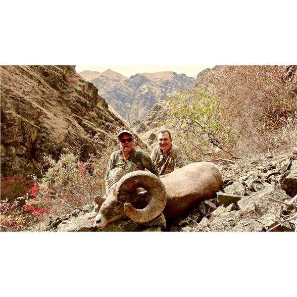 IDAHO BIGHORN SHEEP