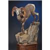 Image 2 : LIFE-SIZE WILD SHEEP MOUNT