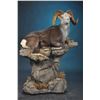 Image 8 : LIFE-SIZE WILD SHEEP MOUNT