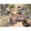 Image 2 : CHIHUAHUA DESERT BIGHORN SHEEP