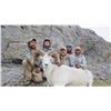 Image 2 : KLUANE FIRST NATION DALL’S SHEEP