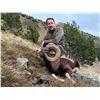 Image 7 : 5 - DAY IBERIAN MOUFLON SHEEP HUNT FOR 1 HUNTER AND 1 NON-HUNTER