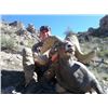 Image 8 : ARIZONA DESERT BIGHORN SHEEP