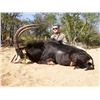 Image 3 : 3 - DAY SOUTH AFRICAN SABLE HUNT FOR 1 HUNTER