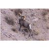 Image 2 : CALIFORNIA DESERT BIGHORN SHEEP (Cady Mountains Tag)