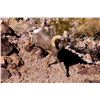 Image 3 : CALIFORNIA DESERT BIGHORN SHEEP (Cady Mountains Tag)
