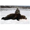 Image 2 : TH-30 Kamchatka Spring or Fall Bear Hunt, Russia