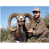 Image 2 : #FR-06 European Mouflon Hunt, Spain