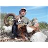 Image 3 : #FR-06 European Mouflon Hunt, Spain