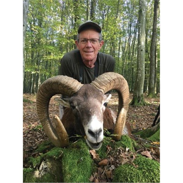 #FR-21 European Mouflon Hunt, Macedonia