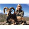 Image 2 : #FR-21 European Mouflon Hunt, Macedonia
