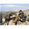 Image 6 : #FR-21 European Mouflon Hunt, Macedonia