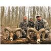 Image 7 : #FR-21 European Mouflon Hunt, Macedonia