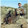 Image 1 : #FR-30 Desert Bighorn (Weemsi) Sheep Hunt, Carmen Island, Mexico