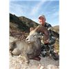 Image 2 : #FR-30 Desert Bighorn (Weemsi) Sheep Hunt, Carmen Island, Mexico