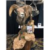 #SA-06 Life-Size Sheep Mount