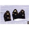 Image 2 : #SA-07 Muskox Hunt, Nunavut