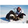 Image 8 : #SA-07 Muskox Hunt, Nunavut