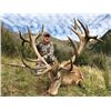Image 2 : #SA-09 Red Stag Hunt, New Zealand