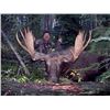 Image 1 : #SA-11 Archery Canada Moose Hunt, Alberta