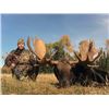 Image 2 : #SA-11 Archery Canada Moose Hunt, Alberta