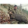 Image 2 : #SA-17 Chartreuse or Vercors Chamois Hunt, France