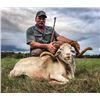 Image 2 : #SA-19 Whitetail Deer and Hybrid Sheep Hunt, Texas