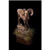 Image 2 : #SA-22 Life-Size Ovis or Capra Big Game Mount
