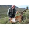 Image 2 : #SA-28 Red Sheep or Armenian Mouflon Hunt, Texas