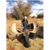Image 2 : #SA-29 Wyoming Shiras Moose Governor’s Permit