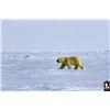 Image 1 : #SA-30 Polar Bear Hunt, Nunavut
