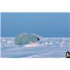 Image 5 : #SA-30 Polar Bear Hunt, Nunavut