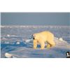 Image 6 : #SA-30 Polar Bear Hunt, Nunavut