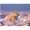 Image 7 : #SA-30 Polar Bear Hunt, Nunavut
