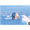 Image 8 : #SA-30 Polar Bear Hunt, Nunavut