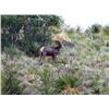Image 1 : #SA-31 Desert Sheep (Mexicana) Hunt, Mexico