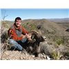 Image 3 : #SA-31 Desert Sheep (Mexicana) Hunt, Mexico