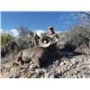 Image 5 : #SA-31 Desert Sheep (Mexicana) Hunt, Mexico