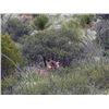 Image 6 : #SA-31 Desert Sheep (Mexicana) Hunt, Mexico