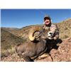 Image 7 : #SA-31 Desert Sheep (Mexicana) Hunt, Mexico