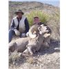 Image 9 : #SA-31 Desert Sheep (Mexicana) Hunt, Mexico