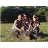 Image 2 : #SLA-17 Youth Hog Hunt for FOUR Youths and TWO Adults, Texas