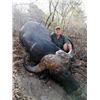 Image 3 : #SLA-24 Giraffe and Buffalo Hunt, South Africa