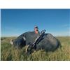 #SLA-26 Water Buffalo Hunt, Argentina