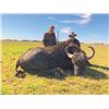 Image 3 : #SLA-26 Water Buffalo Hunt, Argentina