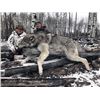 Image 2 : #SLA-30 Wolf and Coyote Hunt, Alberta (Over Bait)