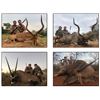 Image 1 : #SLA-44 South Africa Safari for FOUR Hunters