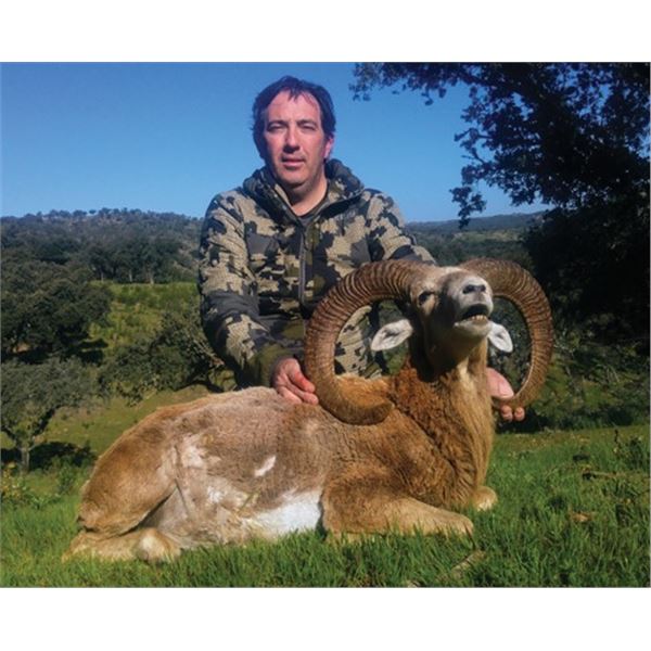 #SLA-45 European Mouflon Hunt for Two Hunters, Spain